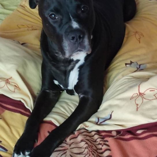 Presa Canario Pitbull Mix © Cornelia Scherf Hund,Komfort,Fleischfresser,Hunderasse,Kitz,Arbeitstier,Begleithund,Schnauze,Schnurrhaare,Sportliche Gruppe,