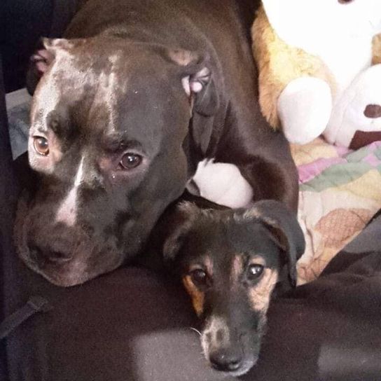 Presa Canario Pitbull Mix © Cornelia Scherf Hund,Fleischfresser,Hunderasse,Arbeitstier,Leber,Begleithund,Schnurrhaare,Schnauze,Komfort,Halsband,