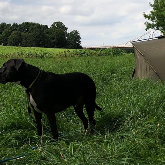Presa Canario Pitbull Mix © Cornelia Scherf Hund, Pflanze, Himmel, Wolke, Halsband, Baum, Arbeitstier, Zelt, Fleischfresser, Gras,