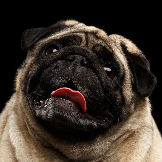 Pug overweight Dog,Pug,Vertebrate,Dog breed,Canidae,Mammal,Snout,Wrinkle,Skin,Carnivore,