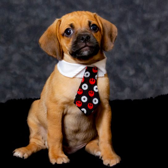 Designerdog Puggle is a mix of a beagle and a pug, pug mongrel