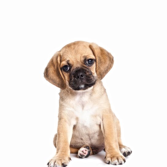 Puggle puppy Dog,Mammal,Vertebrate,Dog breed,Canidae,Puppy,Puggle,Carnivore,Snout,Companion dog,