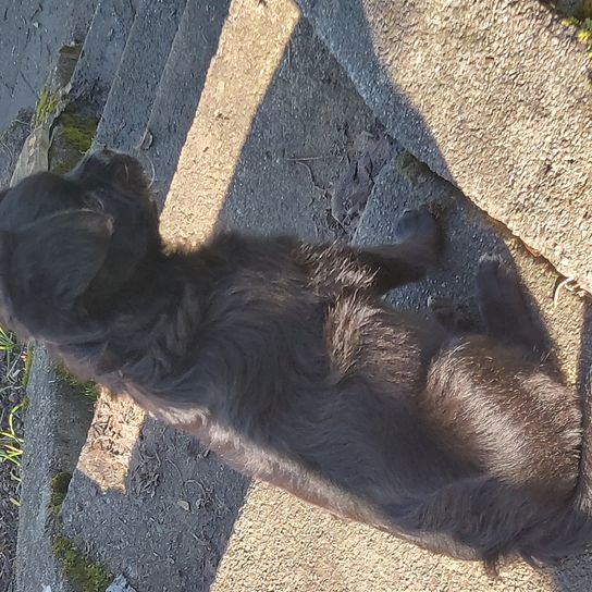 Pugshire © Sandra Saurwein Hunderasse,Fleischfresser,Straßenbelag,Felidae,Säugetier,Kleine bis mittelgroße Katzen,Asphalt,Gras,Rehbraun,Farbtöne und Schattierungen,