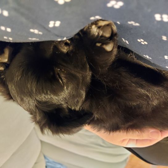 Pugshire © Sandra Saurwein Katze,Komfort,Fleischfresser,Felidae,Kleine bis mittelgroße Katzen,Schnurrhaare,Schnauze,Fell,Hunderasse,Kurzhaarige Hauskatze,