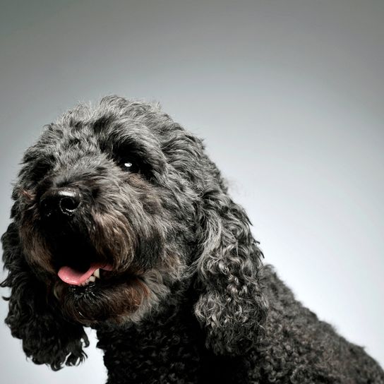 Pumi breed description