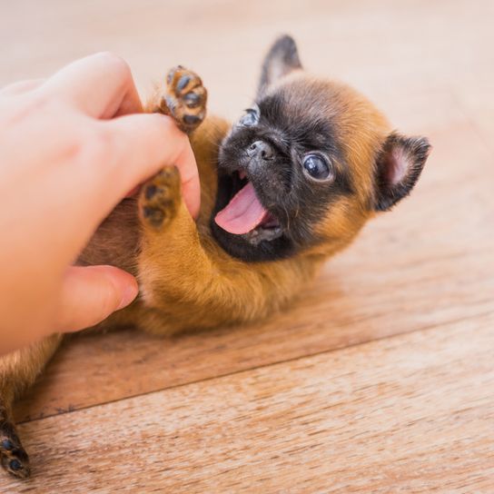 Petit Brabançon breed description, small puppy dog without nose plays with a human hand, pug like dog breed from Belgium, Belgian dog breed brown black, small dog breed as companion dog, family dog, puppy plays and opens its mouth and wants to bite the hand