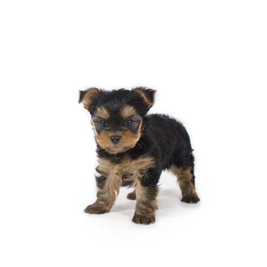 Puppy Yorkshire Terrier Dog,Mammal,Vertebrate,Dog breed,Canidae,Puppy,Yorkshire terrier,Carnivore,Welsh terrier,Terrier,