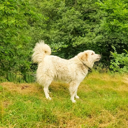 patou great pyrenees dog or pyrenees mountain dog with curled tail, a great white dog in a meadow, white dog breeds similar to golden retrievers