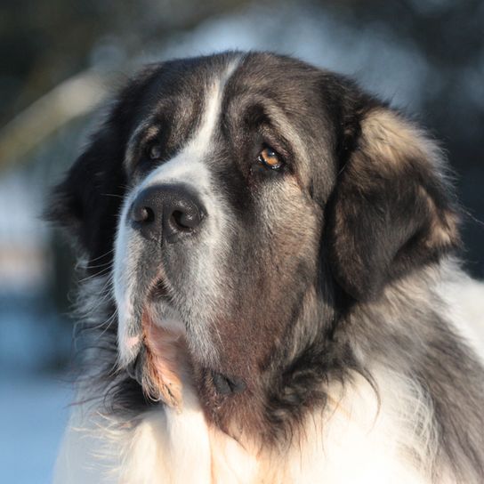 Pyrenees Mastiff, Mastín del Pirineo, big dog breed from Spain, herding dog, farm dog, no beginner dog, calm dog breed, giant dog breed, biggest dog in the world, dog with long coat, grey white dog with triangle ears