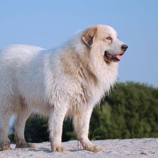 big white dog, Pyrenees mountain dog, dog with long coat