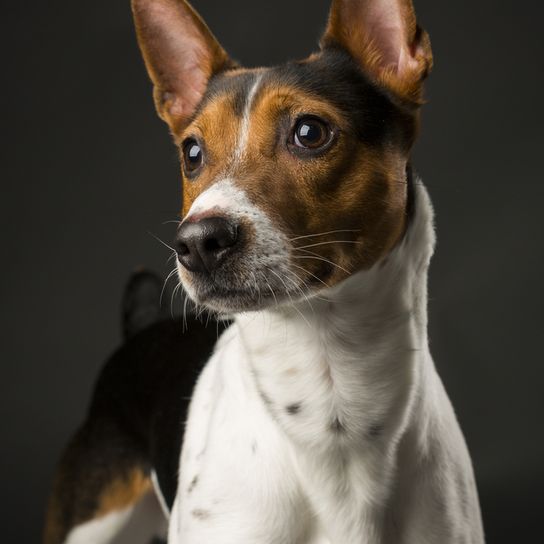Rat Terrier Portrait American Rat Terrier, Terrier from America, brown white dog breed, small dog with standing ears, portrait of a small dog, companion dog, family dog