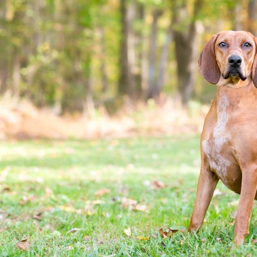 Two on a meadow Redbone Coonhound breed description, dog with floppy ears, brown red dog breed from America, not recognized dog breed with big ears, big hunting dog, dog similar to Magyar Vizsla, dog similar to Foxhound, red breed