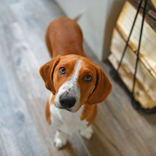 red white dog breed named Drever, from Sweden in living room, Dachsbracke, Bloodhound, brown white, dog with floppy ears, small dog breed, medium dog breed, dog from Sweden, hunting dog, brown tail with white tip, dog similar to beagle