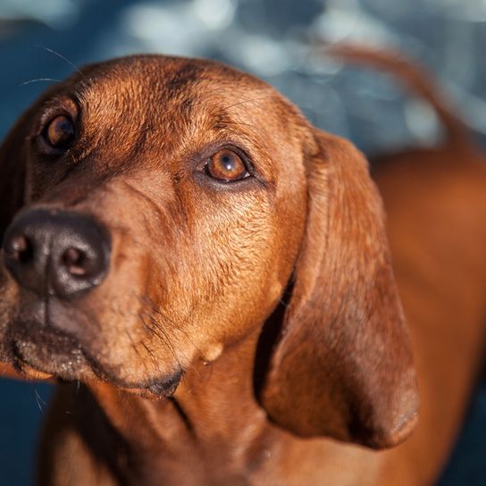 Two on a meadow Redbone Coonhound breed description, dog with floppy ears, brown red dog breed from America, not recognized dog breed with big ears, big hunting dog, dog similar to Magyar Vizsla, dog similar to Foxhound, red breed, picture of the head, dog head