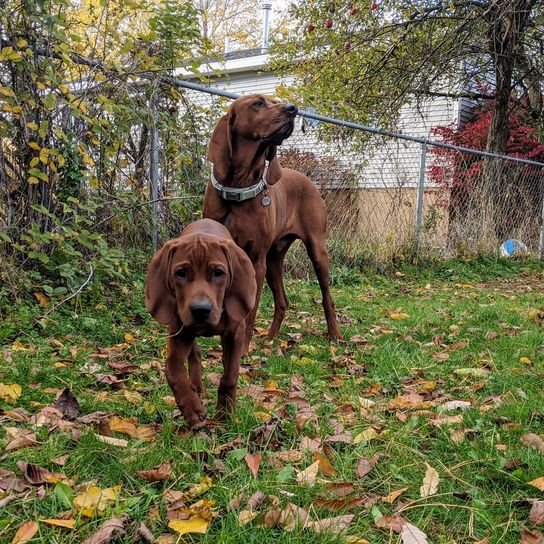Redbone Coonhound in a meadow Two on a meadow Redbone Coonhound breed description, dog with floppy ears, brown red dog breed from America, not recognized dog breed with big ears, big hunting dog, dog similar to Magyar Vizsla, dog similar to Foxhound, red breed
