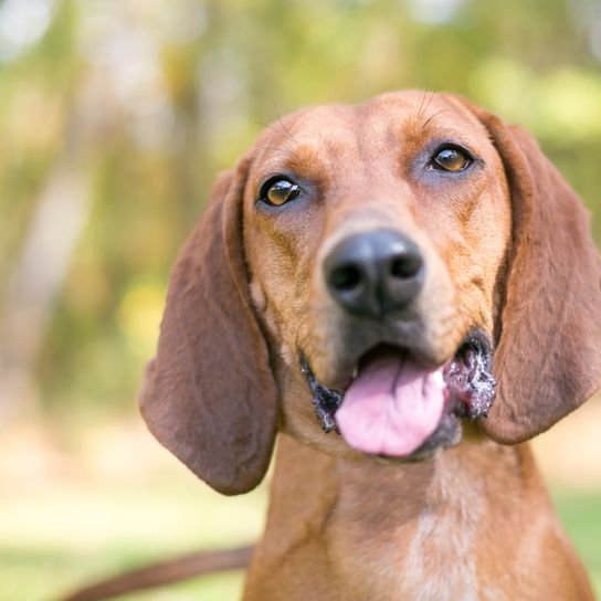 Redbone Coonhound breed description, dog with floppy ears, brown red dog breed from America, not recognized dog breed with big ears, big hunting dog, dog similar to Magyar Vizsla, dog similar to Foxhound, red breed
