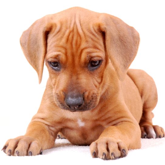 Dog,Mammal,Vertebrate,Dog breed,Canidae,Rhodesian ridgeback,Carnivore,Puppy,Snout,Tosa,