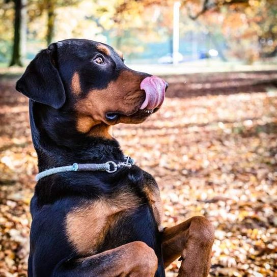 Rotterman © Lisa Mansfeld Hund,Fleischfresser,Hunderasse,Baum,Halsband,Rehkitz,Begleithund,Arbeitstier,Pflanze,Farben und Schattierungen,