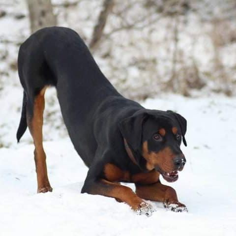 Rotterman © Lisa Mansfeld Hund,Schnee,Hunderasse,Fleischfresser,Flüssigkeit,Begleithund,Sportliche Gruppe,Landtier,Gefrieren,Arbeitshund,