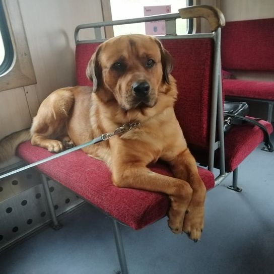 Rottweiler Bear Dog © Nancy Lierath Hund,Stuhl,Hunderasse,Fleischfresser,Halsband,Fenster,Pflanze,Tierbedarf,Kitz,Begleithund,
