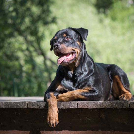 Dog,Mammal,Vertebrate,Dog breed,Canidae,Carnivore,Rottweiler,Snout,Guard dog,Beauceron,