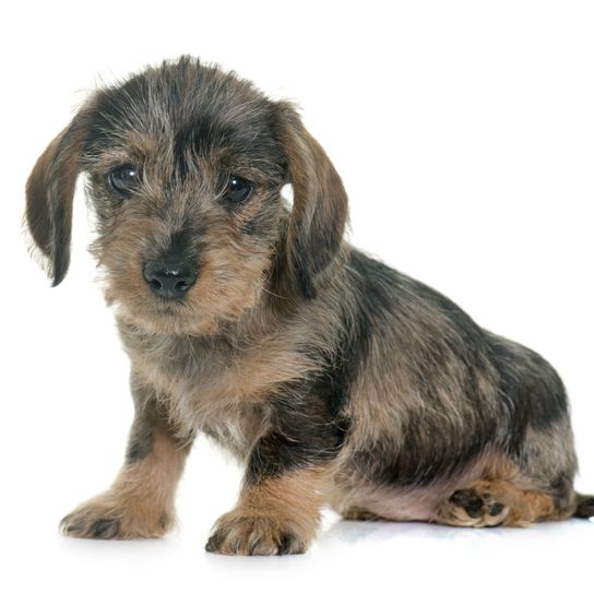Rough haired dachshund puppy grey brown Dog,Mammal,Vertebrate,Dog breed,Canidae,Puppy,Carnivore,Dachshund,Companion dog,Bosnian coarse-haired hound,