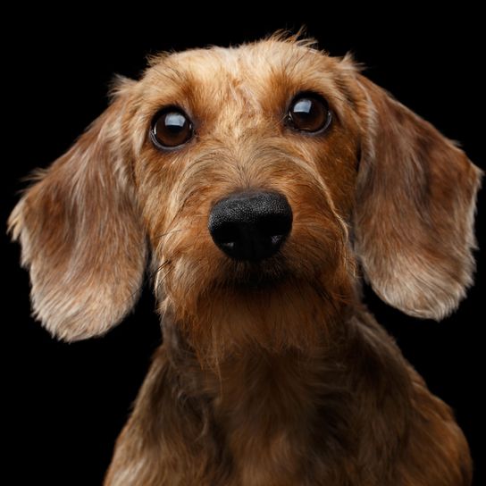 Rough haired dachshund very small Dog,Mammal,Vertebrate,Dog breed,Canidae,Carnivore,Companion dog,Snout,Styrian coarse-haired hound,Sporting Group,