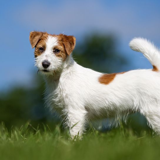 Rough coat Jack Russell Terrier Dog,Mammal,Vertebrate,Dog breed,Canidae,Companion dog,Carnivore,Russell terrier,Kromfohrländer,Parson russell terrier,