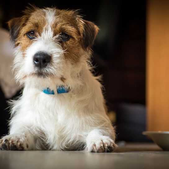 Rough-haired Jack Russell Dog,Mammal,Vertebrate,Dog breed,Canidae,Companion dog,Carnivore,Sporting lucas terrier,Puppy,Kromfohrländer,
