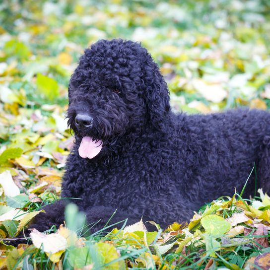 Russian black terrier in the forest Russian black terrier similar to schnauzer, black big dog with wavy coat, dog with waves, dog that has a lot of hair on his face, Russian dog breed, dog from Russia, big dog lying in the forest
