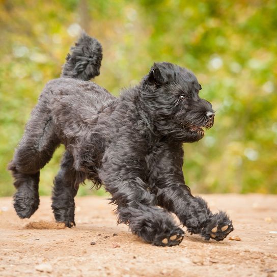 Russian black terrier jumps Russian black terrier, dog similar to schnauzer, black big dog with wavy coat, dog with waves, dog that has a lot of hair on his face, russian dog breed, dog from Russia, big dog