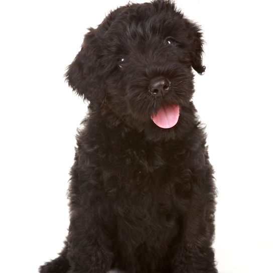 Russian black terrier puppy Russian black terrier puppy, dog similar to schnauzer, black big dog with wavy coat, dog with waves, dog that has a lot of hair on his face, Russian dog breed, dog from Russia, big dog