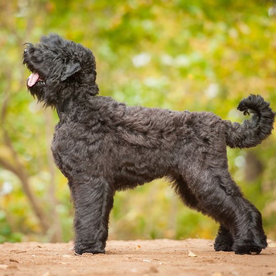 Russian black terrier full body view, side view, light curly tail, dog similar to schnauzer, black big dog with wavy coat, dog with waves, dog that has many hairs on face, Russian dog breed, dog from Russia, big dog