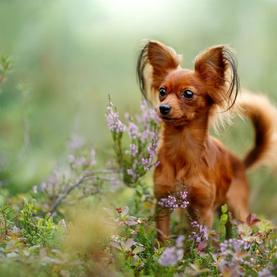 Russian red toy terrier Russkiy Toy red brown lying on a white background, small dog breed from Russia, Russian dog breed, Terrier, Russian Toy Terrier, hanging ears with long fur, dog similar to Chihuahua