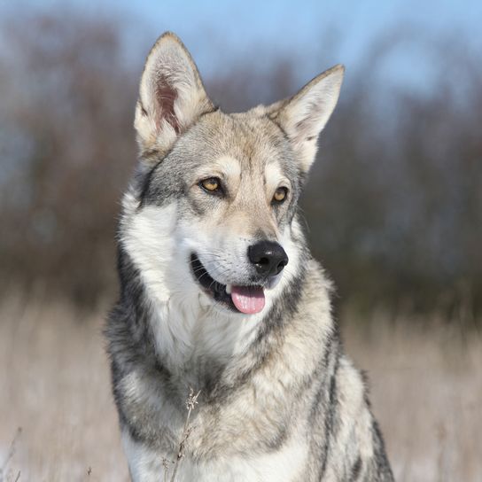 Saarloos wolfhound in the steppe