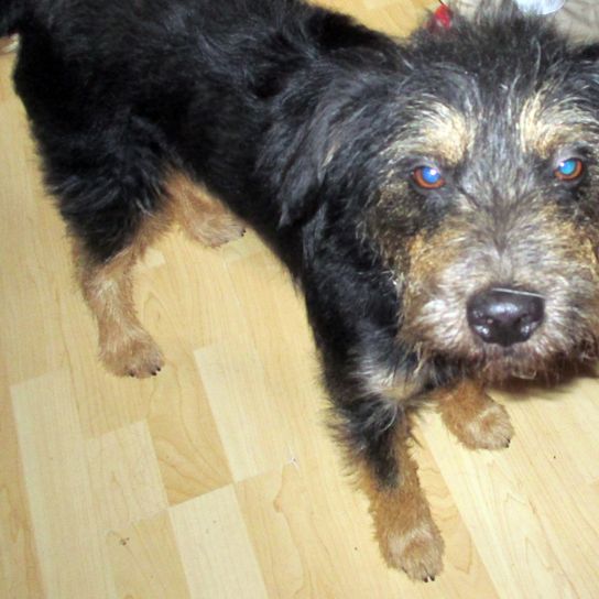 Schnauzer Dachshund Mongrel Dog,dog breed,carnivore,companion dog,wood,toy dog,muzzle,flooring,hardwood,sporting group,