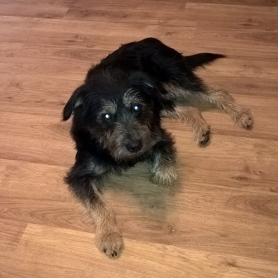 Schnoxie on the ground Dog,carnivore,dog breed,wood,companion dog,liver,working animal,hardwood,flooring,toy dog,