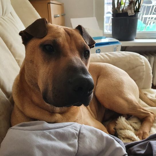 Sharbelgian © Anke Reints Hund,Komfort,Hunderasse,Fleischfresser,Ohr,Zimmerpflanze,Kitz,Schnurrhaare,Begleithund,Blumentopf,