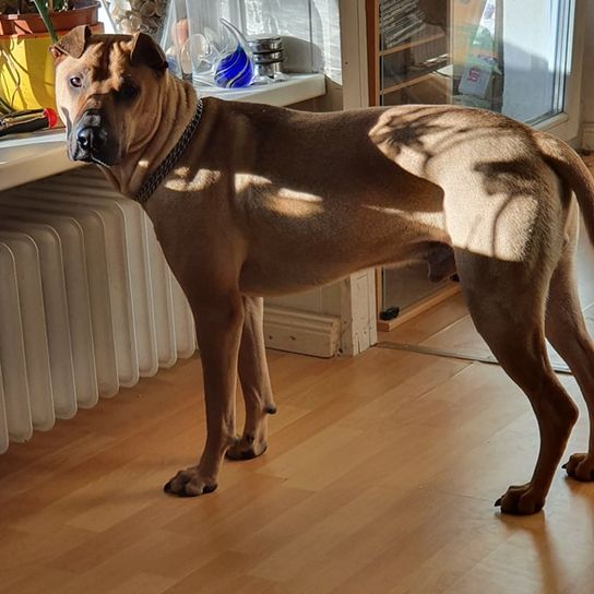 Sharbelgian © Anke Reints Hund,Hunderasse,Fenster,Holz,Fleischfresser,Arbeitstier,Bodenbelag,Boden,Rehbraun,Hartholz,