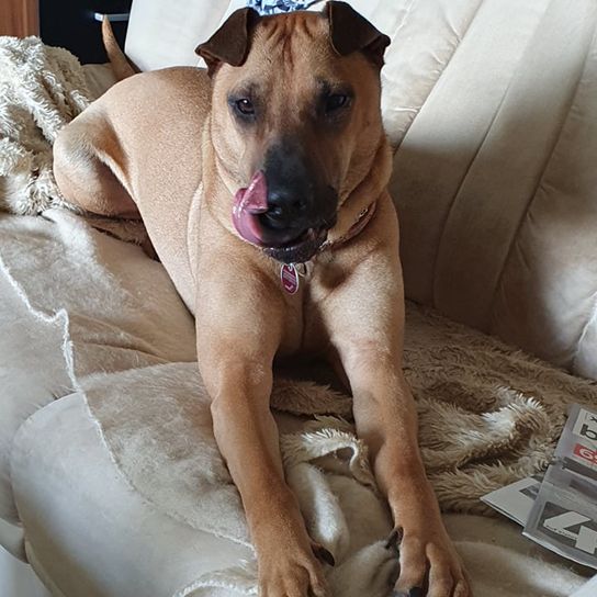 Sharbelgian © Anke Reints Hund,Hunderasse,Fleischfresser,Hundezubehör,Begleithund,Rehbraun,Halsband,Komfort,Arbeitstier,Schnauze,