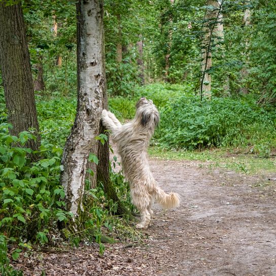Sheeppoodle dog makes man in the forest on a tree, a big brown dog with long fur which is actually not a poodle and can be called an old german herding dog and shepherd dog