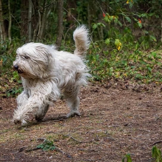 Dog with long coat, dog running over forest path and his coat blowing in the wind, sheep poodle is actually not a poodle and belongs to the old german shepherd dog