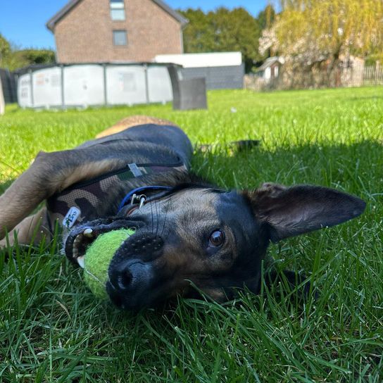 Plant, dog, sky, dog breed, working animal, carnivore, tree, grass, fawn, meadow,