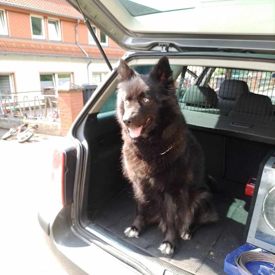 Dog, window, car, vehicle, dog breed, carnivore, motor vehicle, sky, felidae, car exterior,