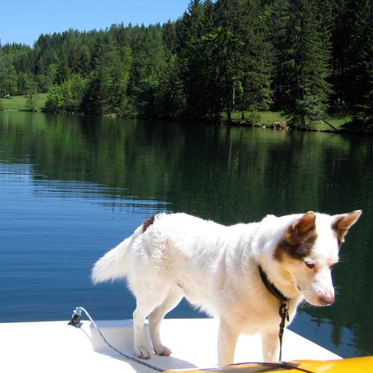 Water, dog, sky, tree, collar, lake, plant, spitz, carnivore, fawn,