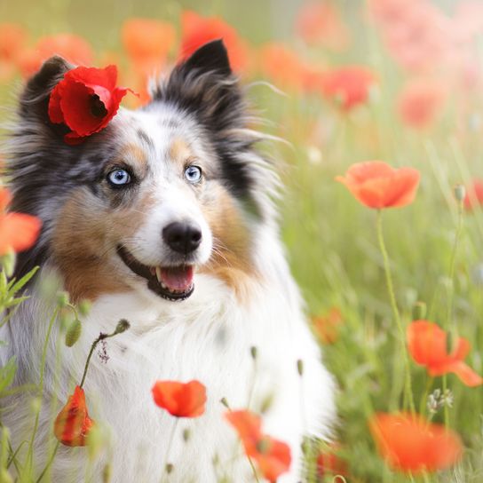 Sheltie in the poppy field Mammal,Vertebrate,Dog,Dog breed,Canidae,Carnivore,Australian collie,Companion dog,Border collie,Snout,