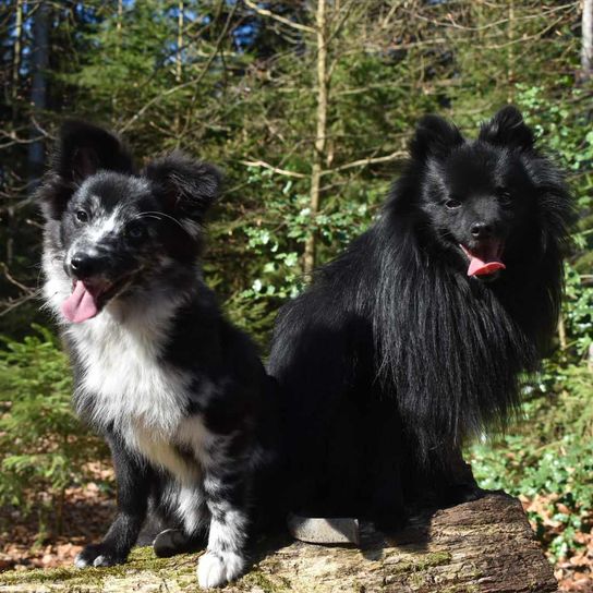 Sheltie mongrel Dog,plant,dog breed,carnivore,tree,working animal,companion dog,herding dog,collar,muzzle,