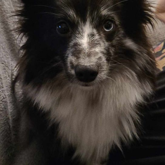 Sheltie Spitz Mongrel Dog,Carnivore,Dog breed,Whiskers,Companion dog,Toy dog,Snout,Sporting group,Canidae,Fur,