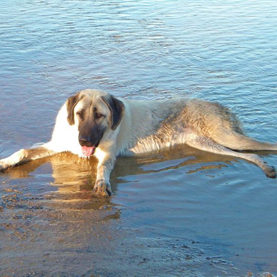 anatolian shepherd dog in water, big dogs, dog from turkey