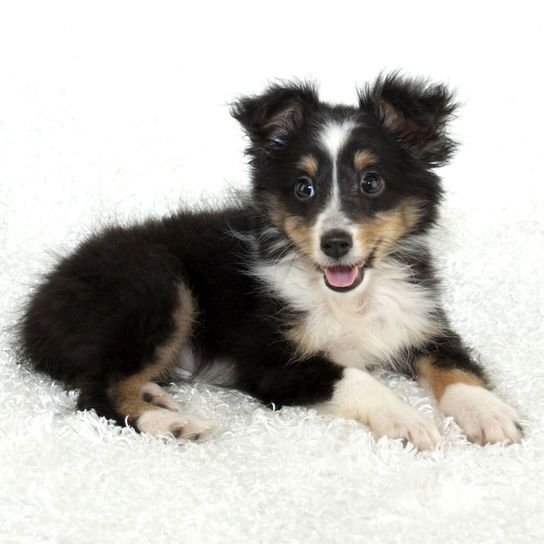 Dog,Mammal,Vertebrate,Australian collie,Dog breed,Canidae,Puppy,Carnivore,Border collie,Australian shepherd,